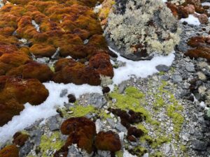 Antarctic_moss and lichen