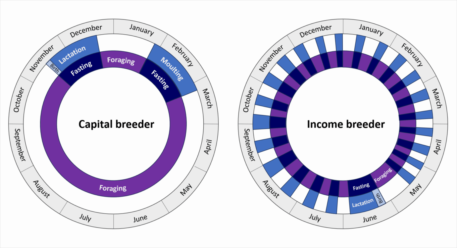 The evolutionary genomics of life-history adaptations in pinnipeds ...
