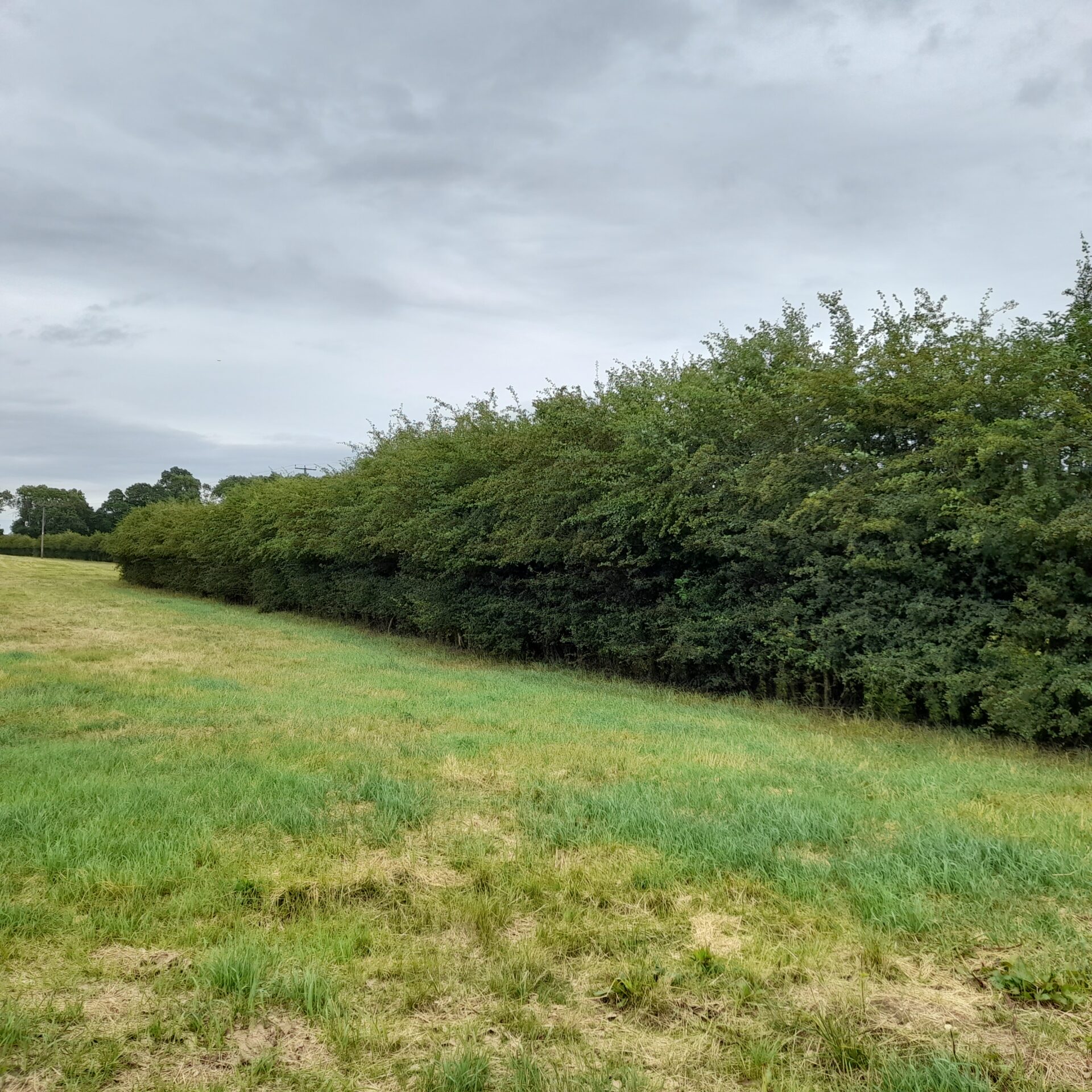 The role of hedgerows in climate change mitigation and biodiversity ...