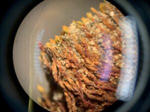 Moss_under_microscope