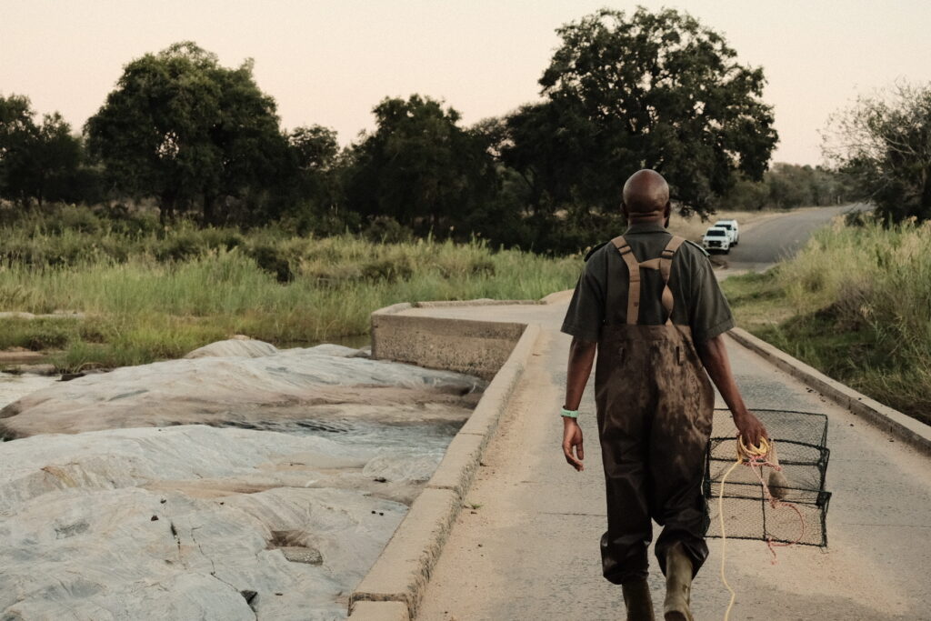 a man walking along a bridge with a crayfish trap in his hand in the kruger national park