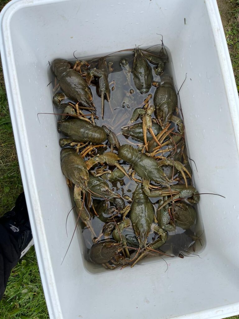 Cooler box full of invasive crayfish