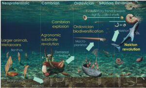 Schematic of ecosystem evolution through the Palaeozoic from Klug et al 2010