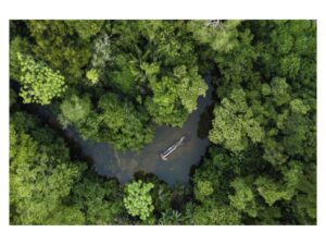 Healthy tropical forest