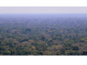 Tropical forest after a recent severe drought.
